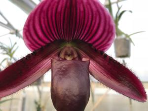 Paphiopedilum Hung Sheng Bay