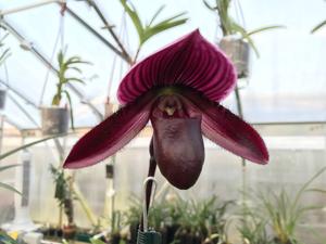 Paphiopedilum Hung Sheng Bay