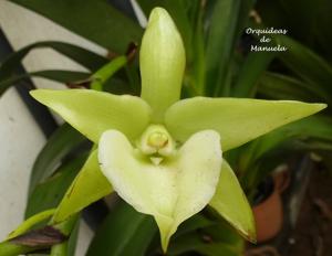 Angraecum Veitchii