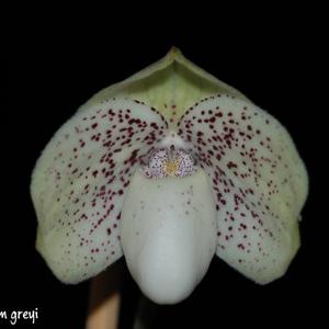 Paphiopedilum Greyi