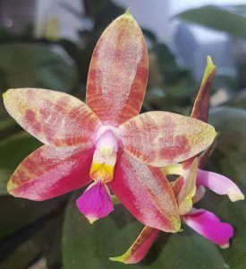 Phalaenopsis Guadalupe Pineda
