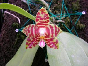 Phalaenopsis Adeline Ang