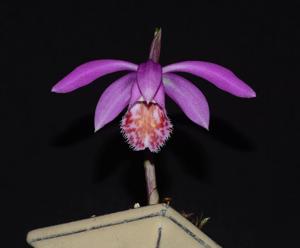 Pleione Swaledale