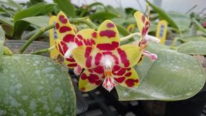 Phalaenopsis Zheng Min Yew