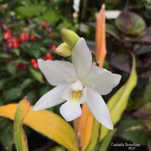 Caulaelia Snowflake