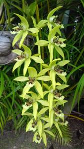 Coelogyne Burfordiense