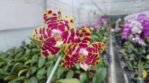 Phalaenopsis Zheng Min Concentric