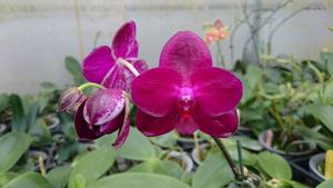 Phalaenopsis Zheng Min Cobra