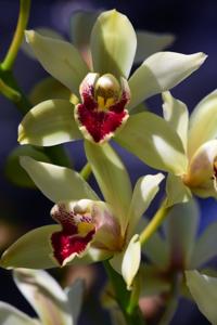 Cymbidium Game of Love