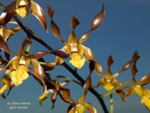 Dendrobium Touch of Gold