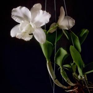 Cattleya dolosa