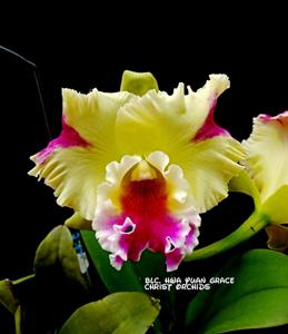 Rhyncholaeliocattleya Hwa Yuan Grace