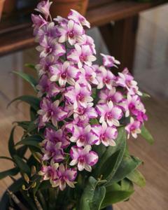 Dendrobium Cherry Song