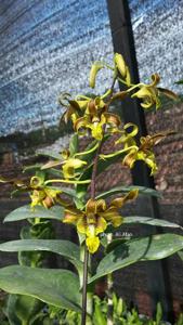 Dendrobium Helanthix