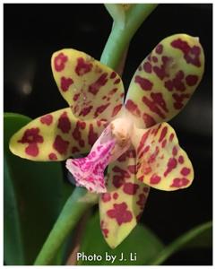 Phalaenopsis Little One