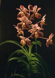 Vanda Tatzeri