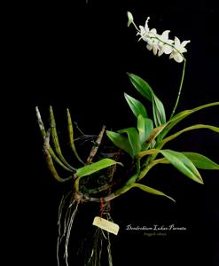 Dendrobium Lukas Parnata