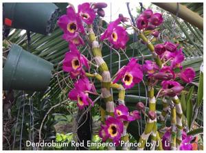 Dendrobium Red Emperor