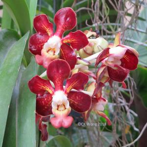 Vanda Somthawil