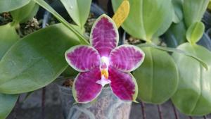 Phalaenopsis Zheng Min Panther