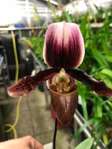 Paphiopedilum Merlot de L'Amazone