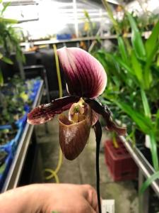 Paphiopedilum Merlot de L'Amazone