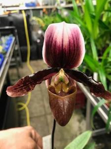 Paphiopedilum Merlot de L'Amazone