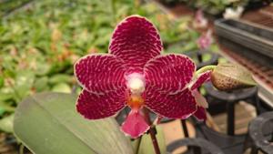 Phalaenopsis Zheng Min Zebra