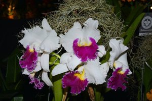 Cattleya Orglade's Grand