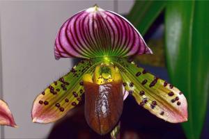 Paphiopedilum Dumbledore