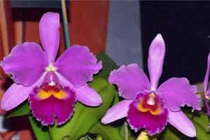 Cattleya Winema