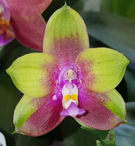 Phalaenopsis Kingfisher's Dragon Wing