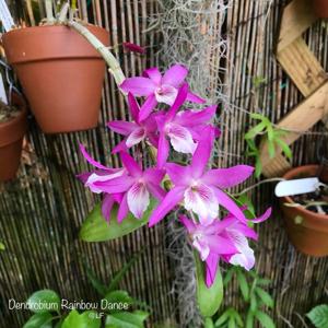 Dendrobium Rainbow Dance