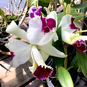 Cattleya Anita Marie