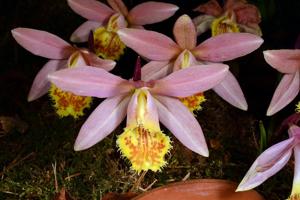 Pleione Orizaba