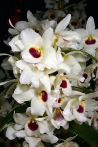 Dendrobium Lai's Lovely Queen