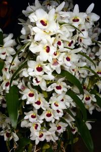 Dendrobium Lai's Lovely Queen