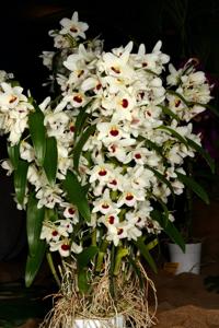 Dendrobium Lai's Lovely Queen