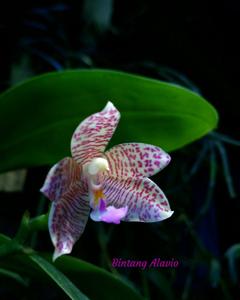 Phalaenopsis Adri Witanta Husada