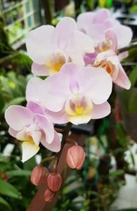 Phalaenopsis Liu's Little Yushan