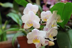 Phalaenopsis Sogo Jessica