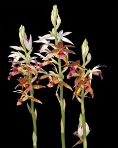 Phaius Gravesiae