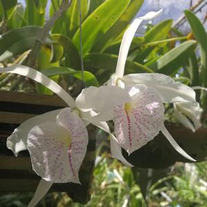 Brassocattleya Mrs. J. C. Hirst