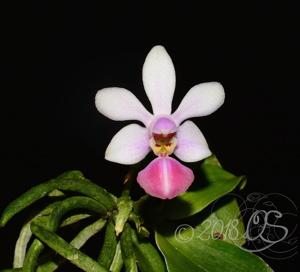 Phalaenopsis Petite Odette