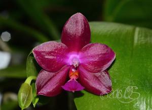 Phalaenopsis Jungo Cherry