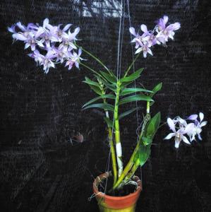 Dendrobium Indonesia