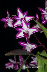 Dendrobium King Zip