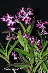 Dendrobium King Zip