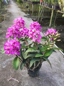 Cattleya Yuan Dung Sweet