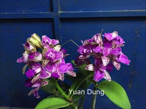 Cattleya Yuan Dung Sweet